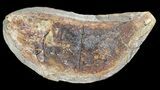 Triassic Fossil Fish (Boreosomus) In Nodule - Madagascar #53654-1